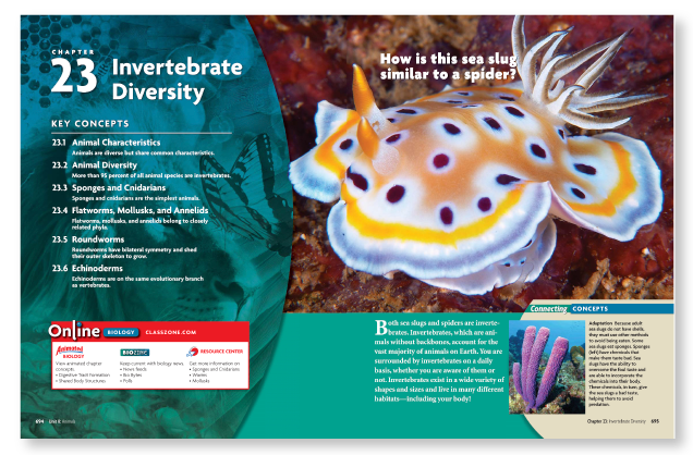 invertebrate diversity